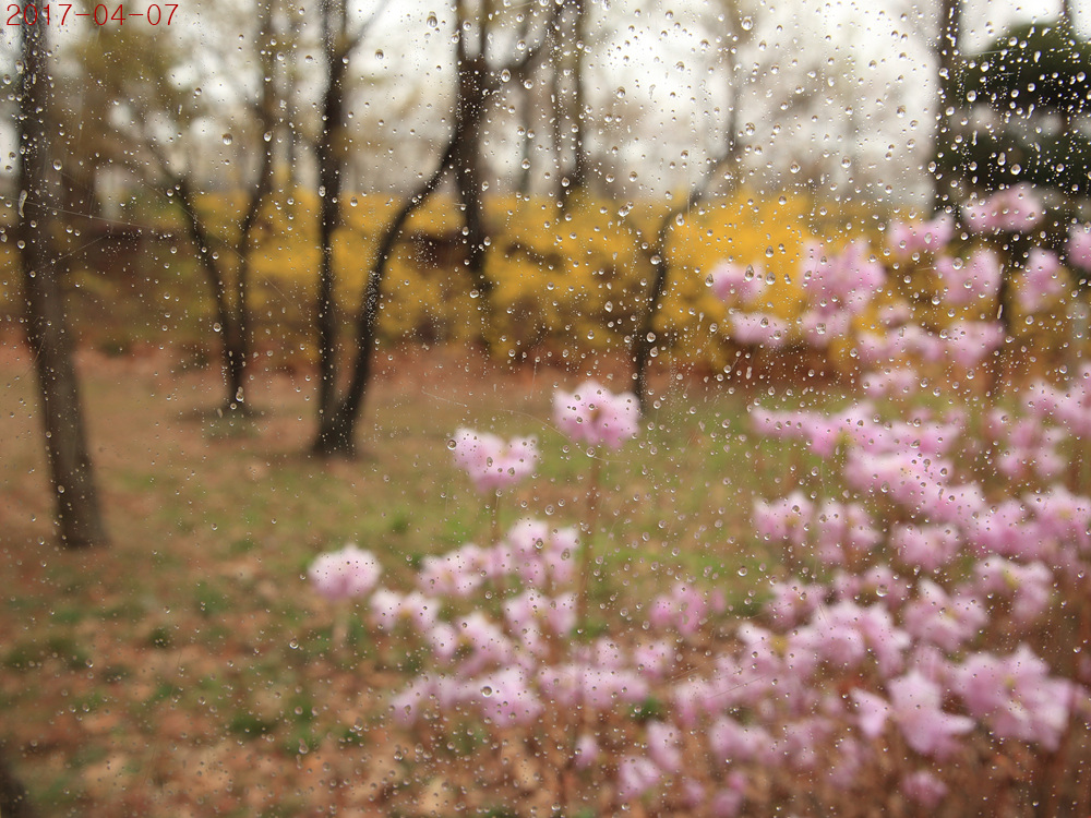 170406_양재천_5234.jpg