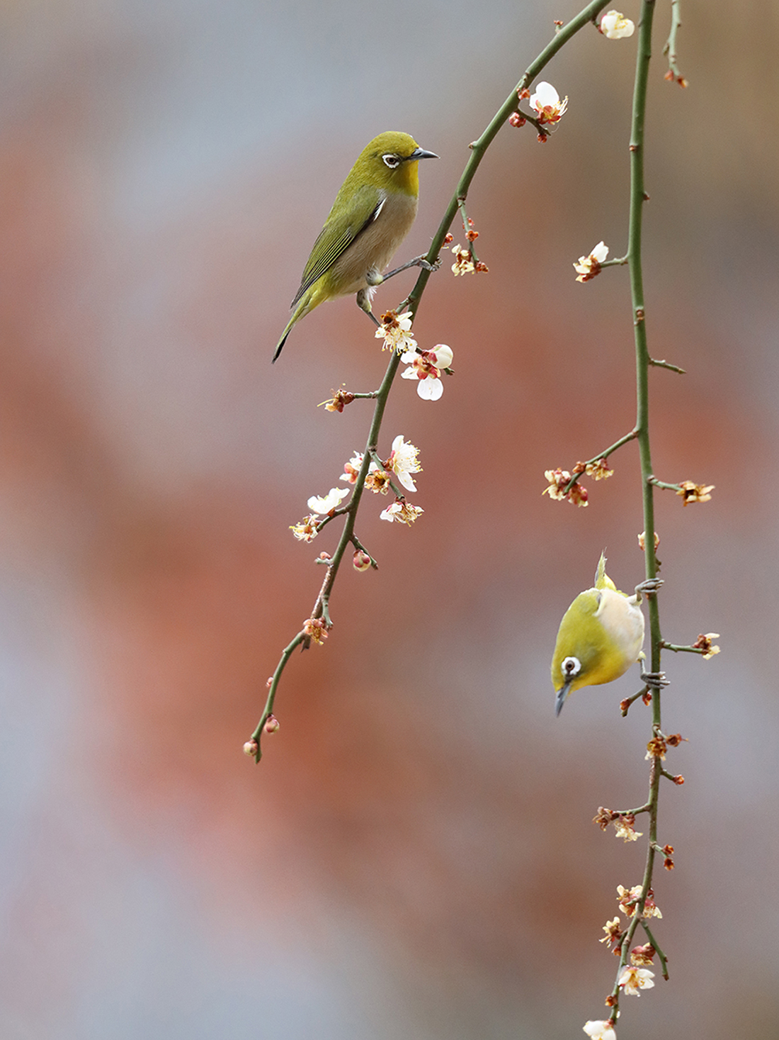 IMG_6396 동박새s.jpg