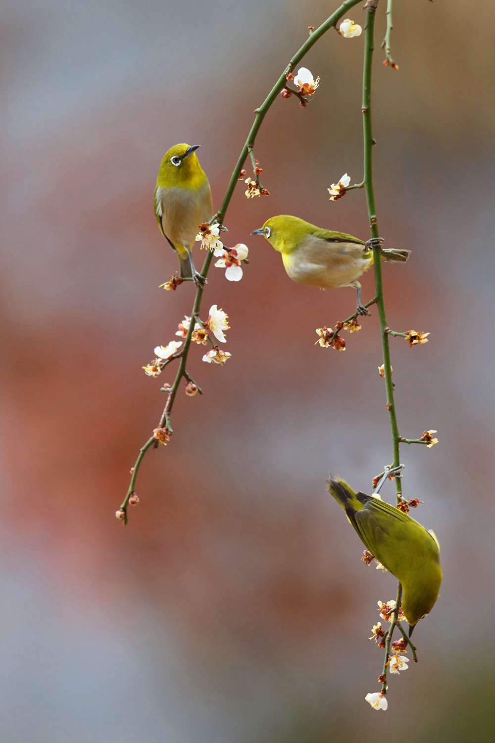 IMG_6454 동박새a.jpg