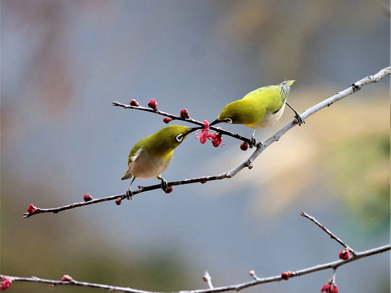 IMG_7188 동박새 small.jpg