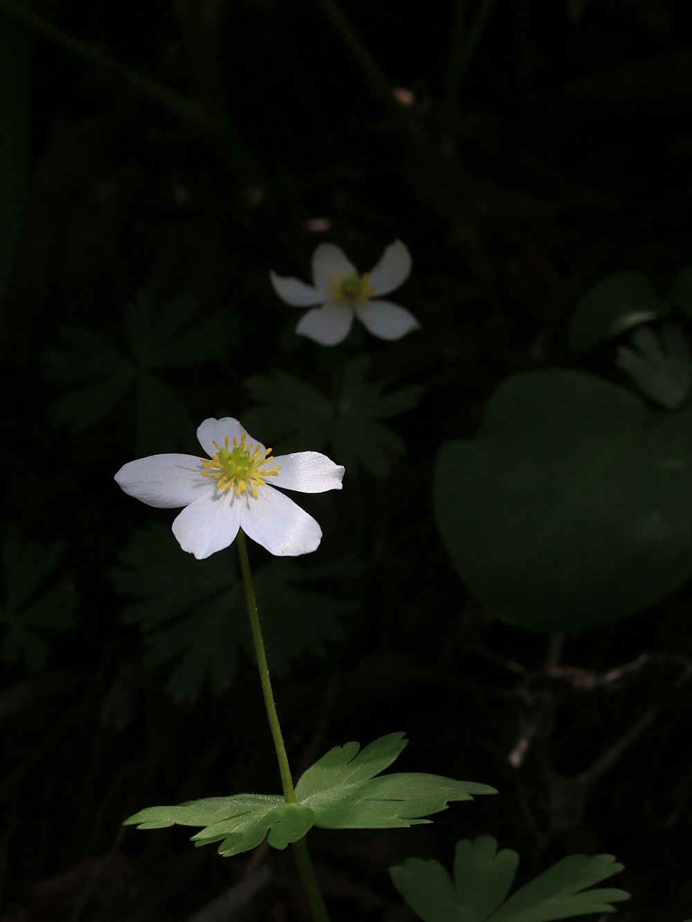 IMG_8256sm.jpg